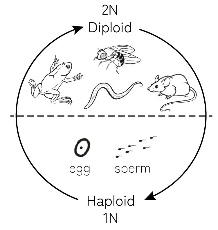simple life cycle diagram - animal