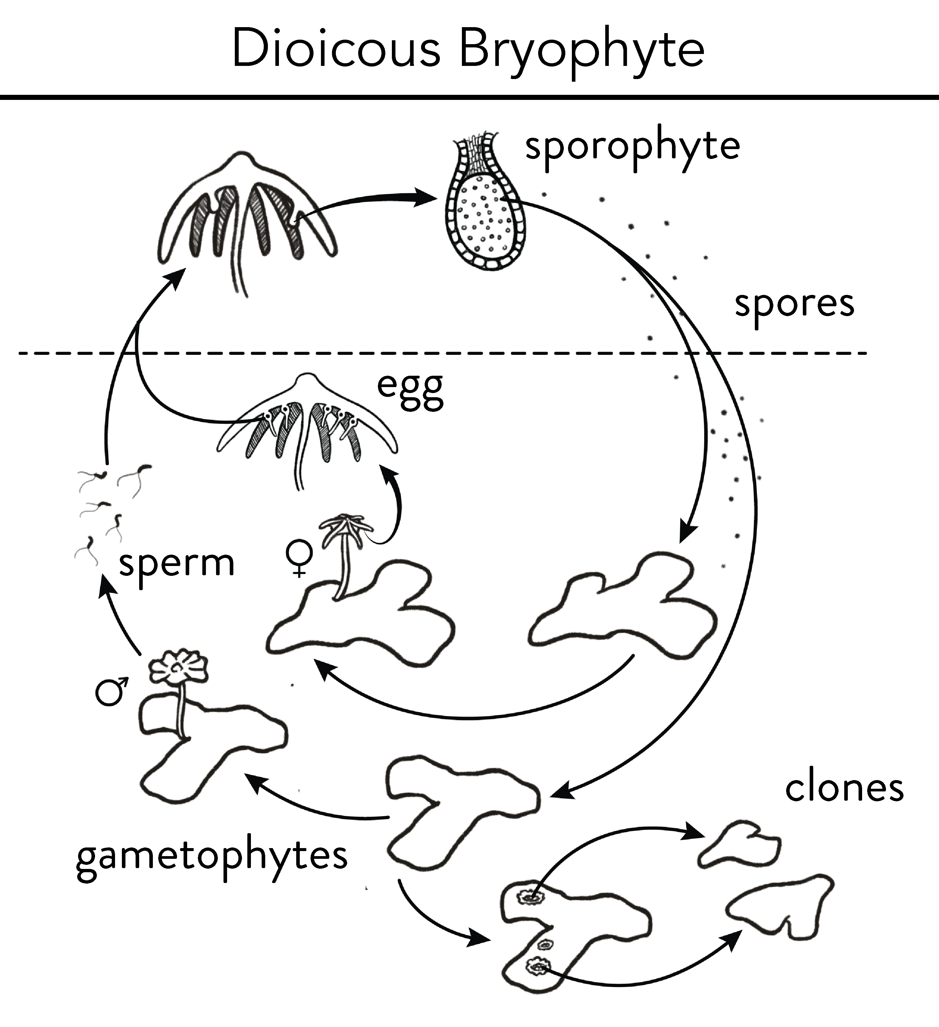 dioicy