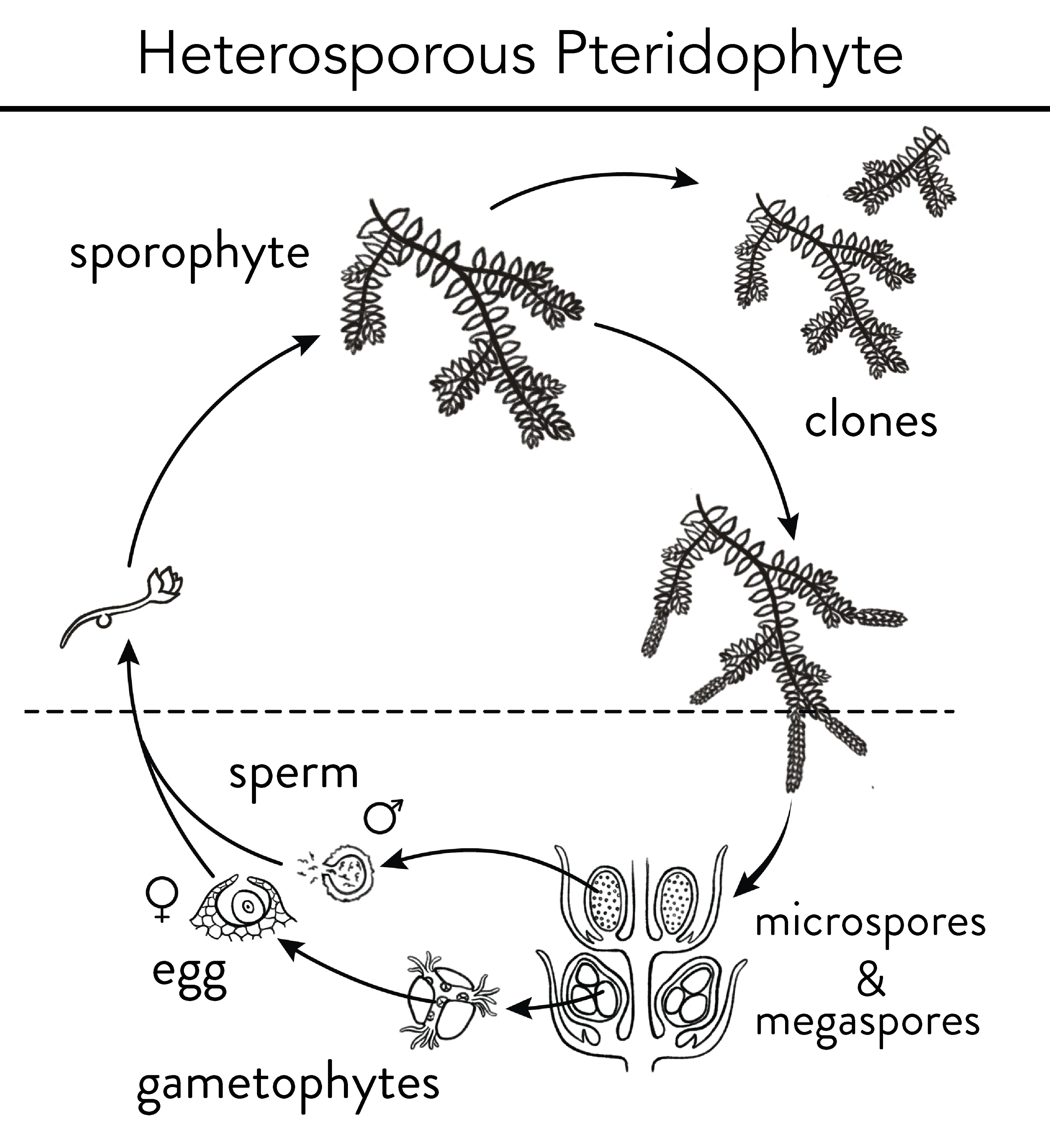 heterospory