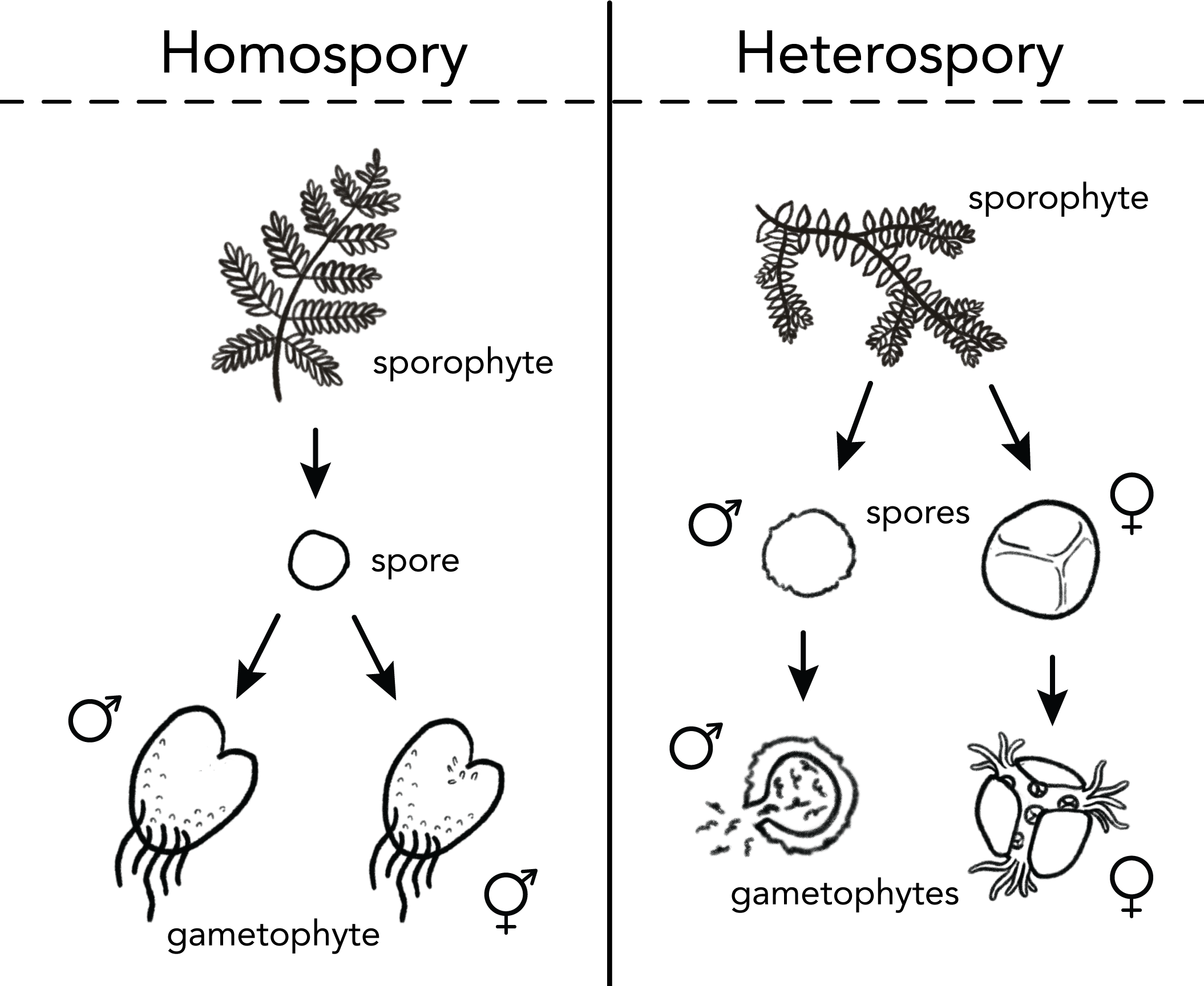 homospory vs. heterospory