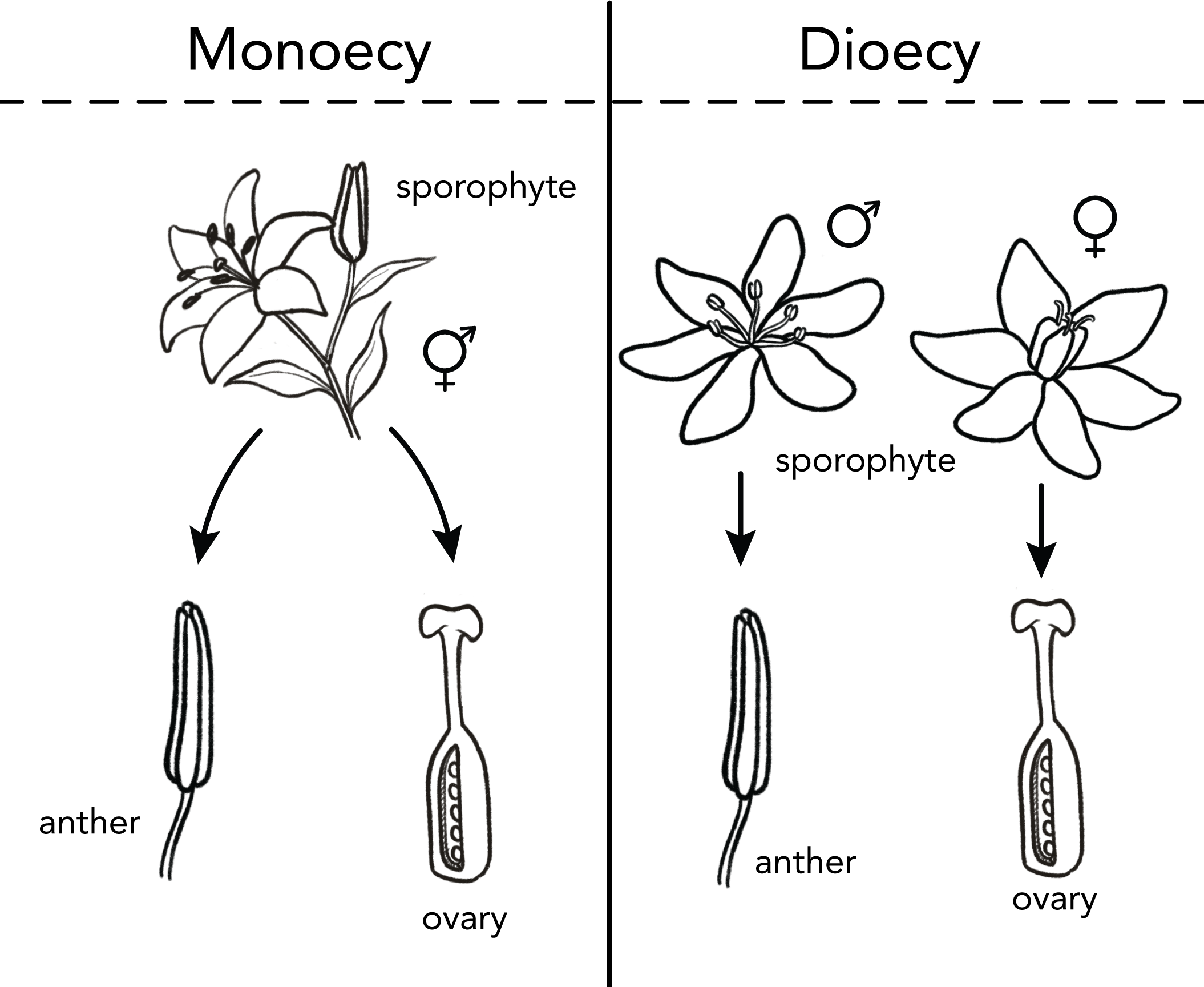 monecy vs. dioecy