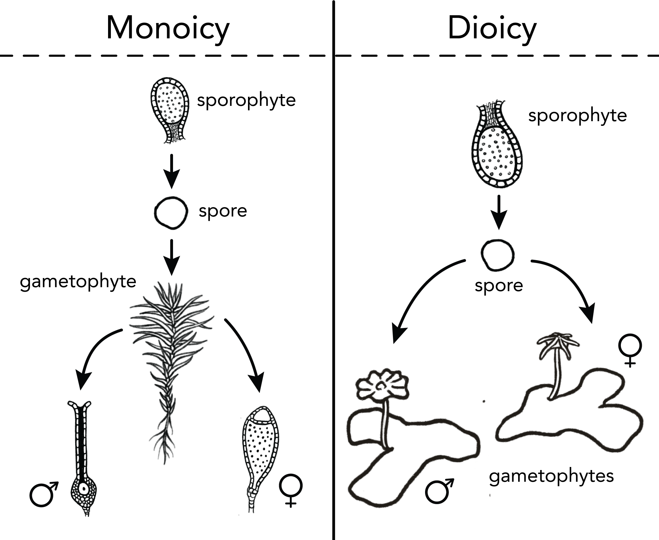 monoicy vs. dioicy
