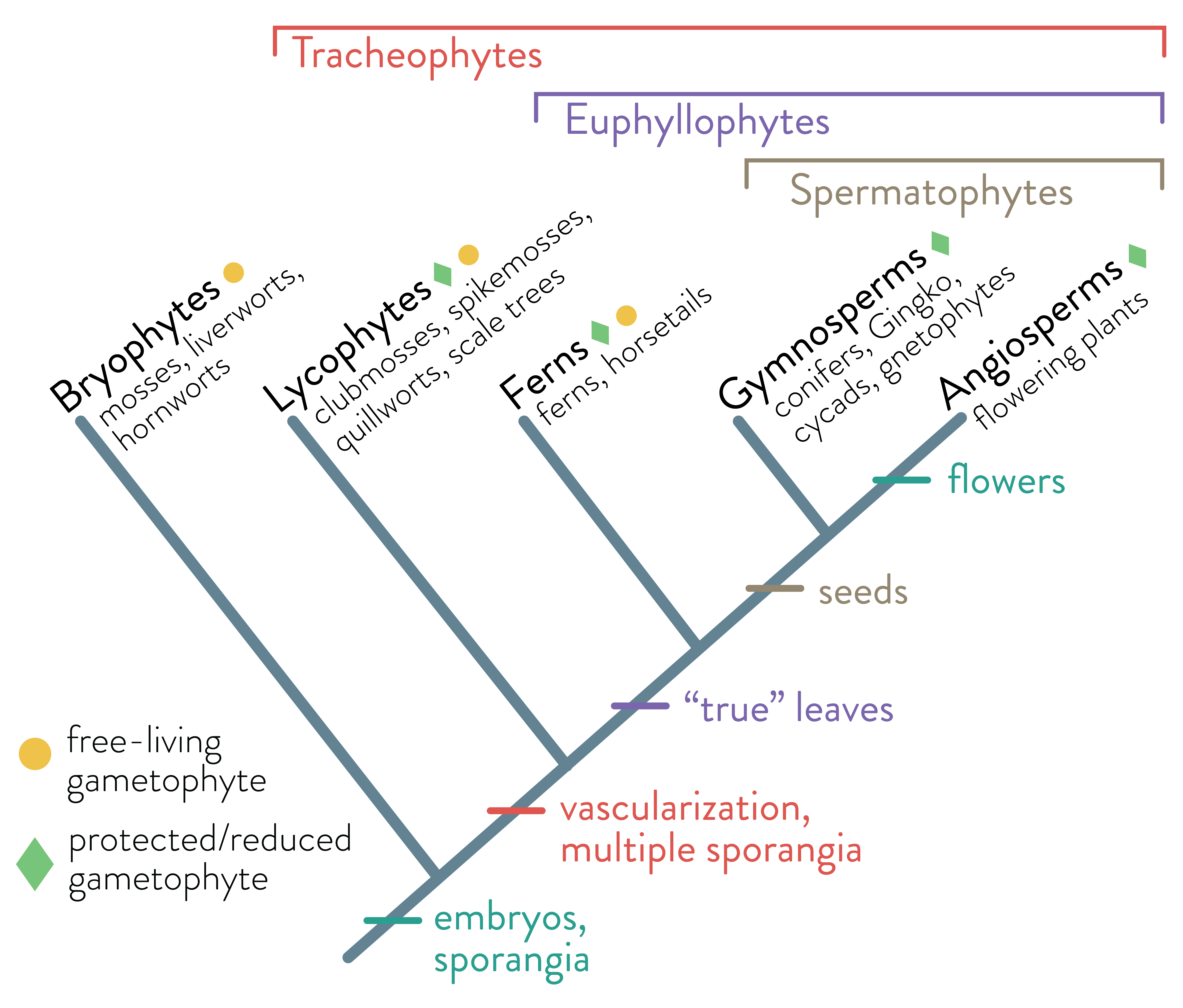 land plant phylogeny