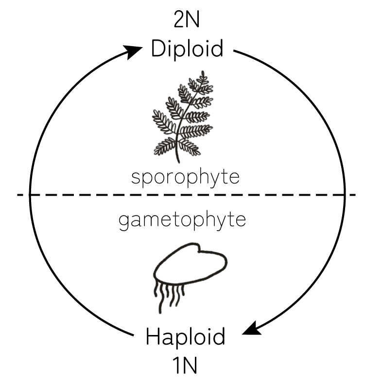 simple life cycle diagram - plant